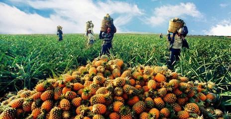 农产品滞销困境频发，四步策略助农破解难题